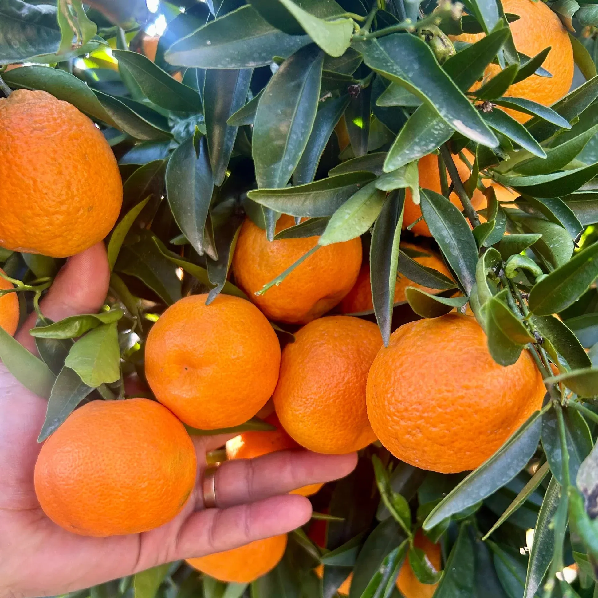 A hand holding a mandarin still on the tree