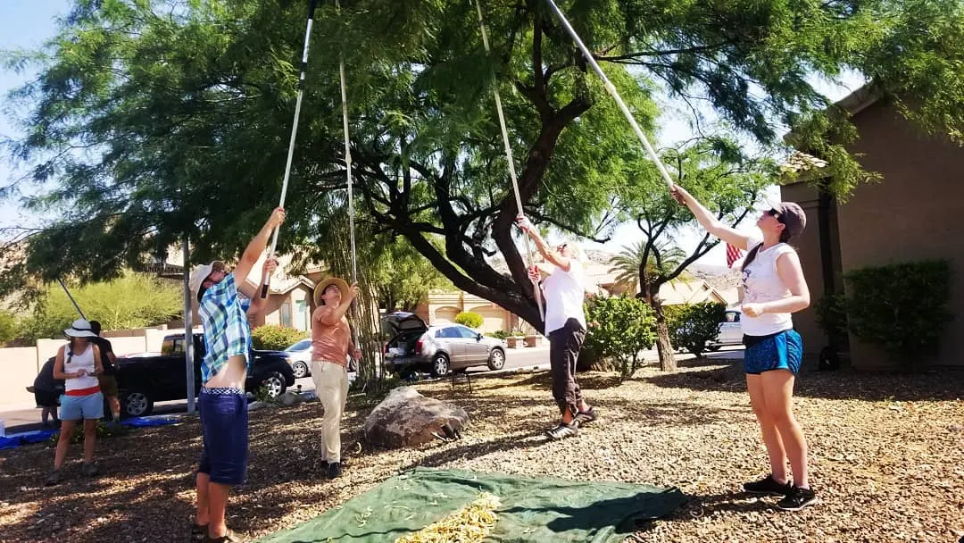 Harvesting mesquite pods with long poles