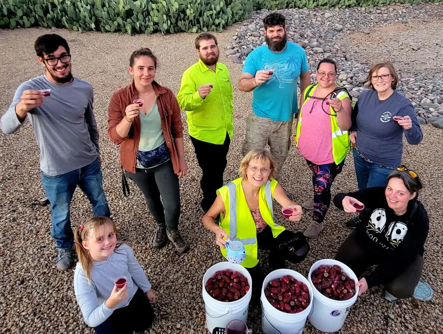 Volunteers celebrating buckets of harvested prickly pear